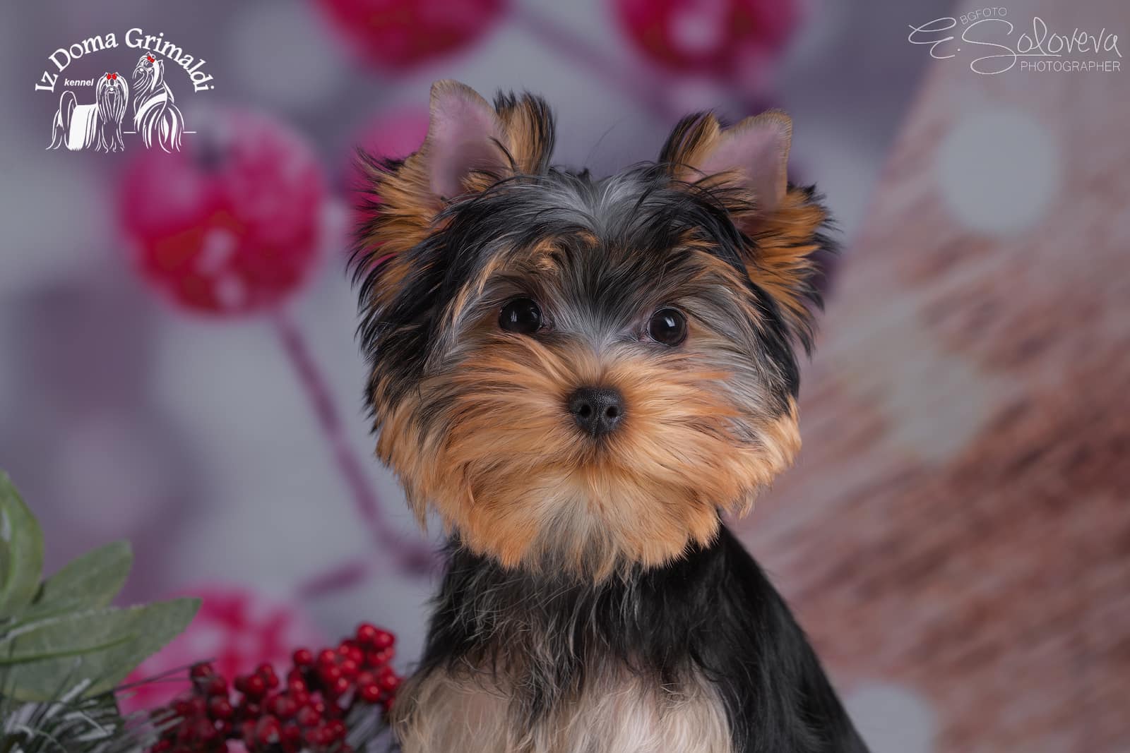  CHERUTTI IZ DOMA GRIMALDI &mdash; Labaza DogPedigree YorkshireTerrier
